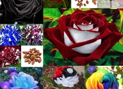 200x Samen der Regenbogen Mix Rose für 1,29€ inkl. Versand